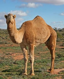camel[1]